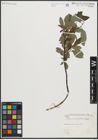 Foto von Salix planifolia Pursh